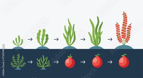 Seaweed Growth Stages Depicted in a Simple Illustration.