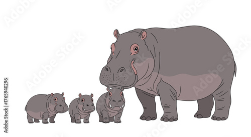 Family of hippos standing together in a row with the largest one.