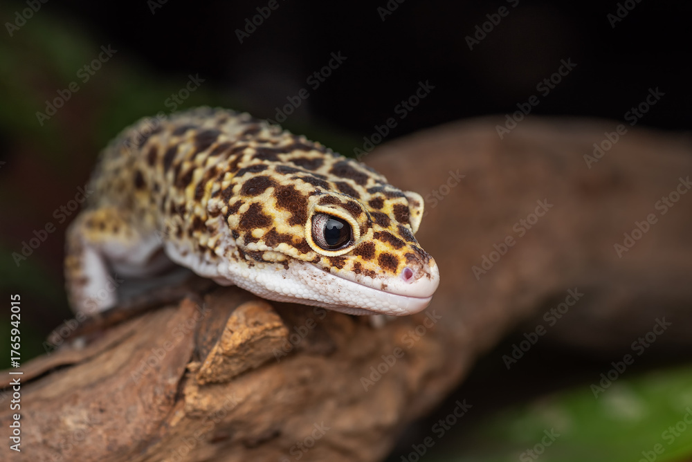 Fotografie Close up of a leopard gecko