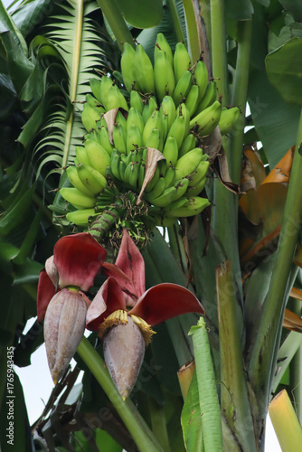 Obraz na plátne A cluster of unripened green bananas hangs above the large, purple-red banana bl