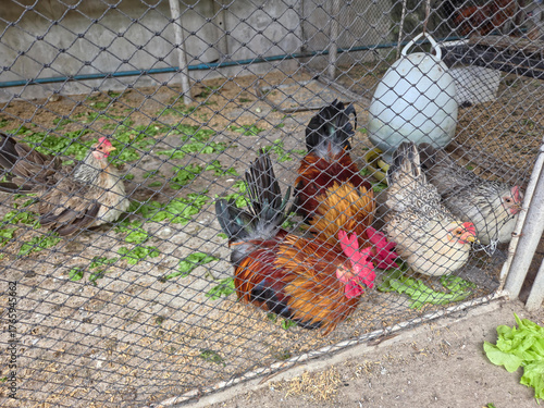 Canvastavla View of a chicken enclosure with black netting, featuring roosters and hens on dirt with feed and lettuce, and a hanging water dispenser in the background
