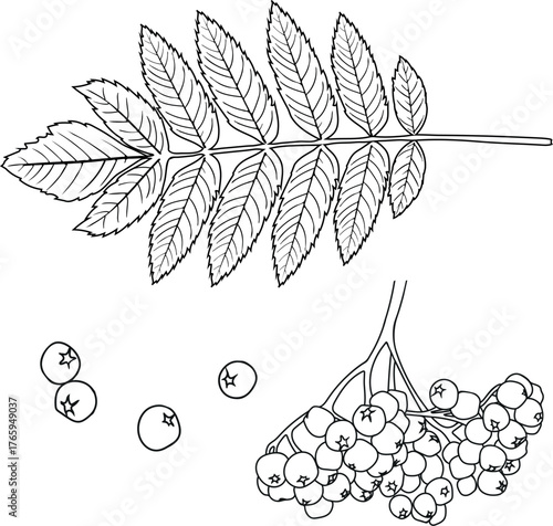 Coloring page with parts of  rowan tree (Sorbus aucuparia): green leaf and red rowan berries in botanical illustration style isolated on white background	
