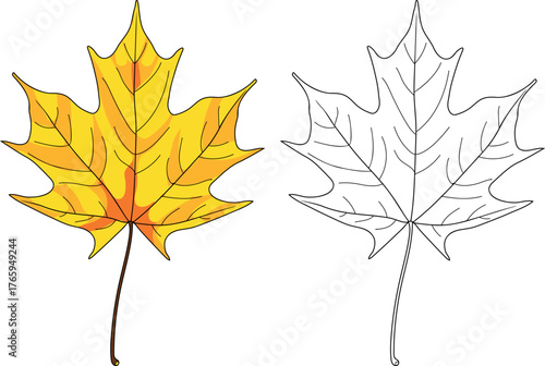  Coloring page with leaf of Norway maple or Acer platanoides isolated on white background