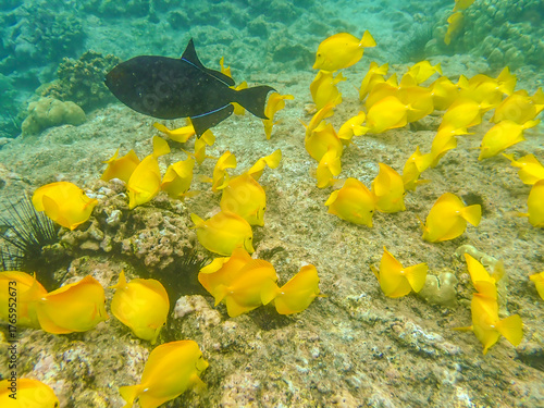 Black triggerfish surrounded by a yellow tang school(zebrasoma flavescens) a species of surgeonfish characterized by its vibrant yellow color. Reefs off Kona-Kailua, Hawaii, Hawaii, USA
