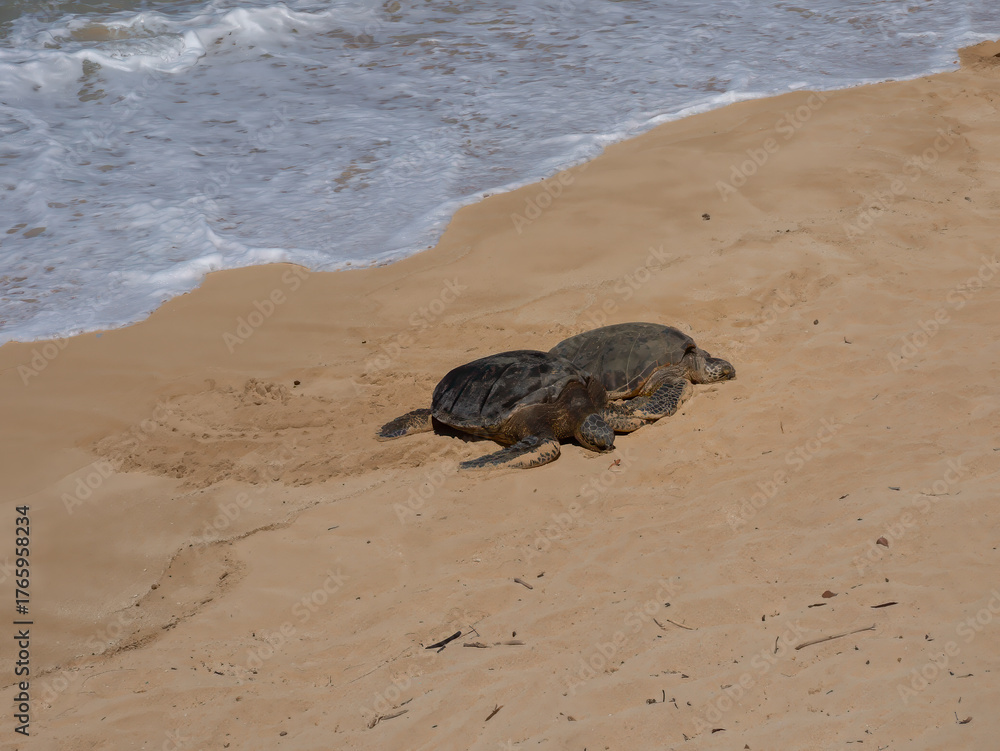 Obraz premium Retuning from the ocean, a couple of Hawaiian green sea turtles on the sands of Ho'okipa beach, Maui, Hawaii, USA
