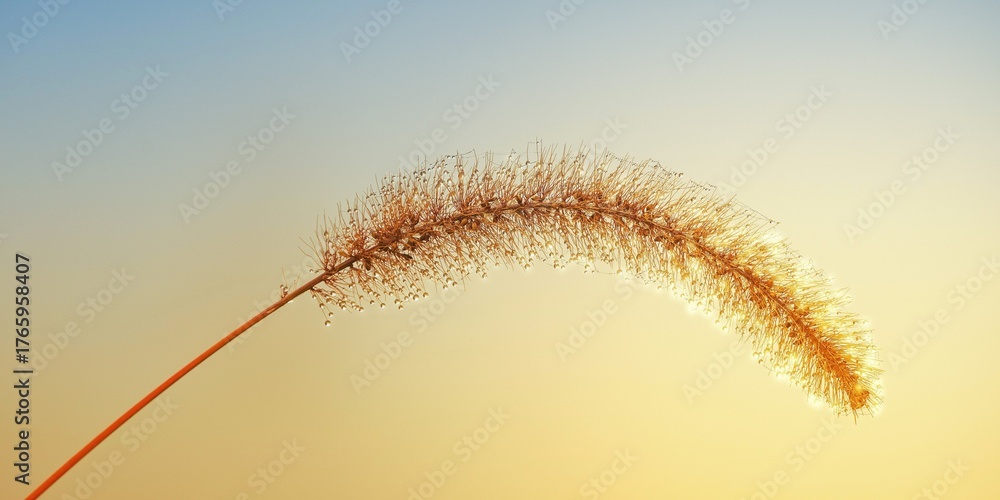 Obraz premium Dew-Kissed Foxtail Grass Against Gradient Sunset Sky 4K