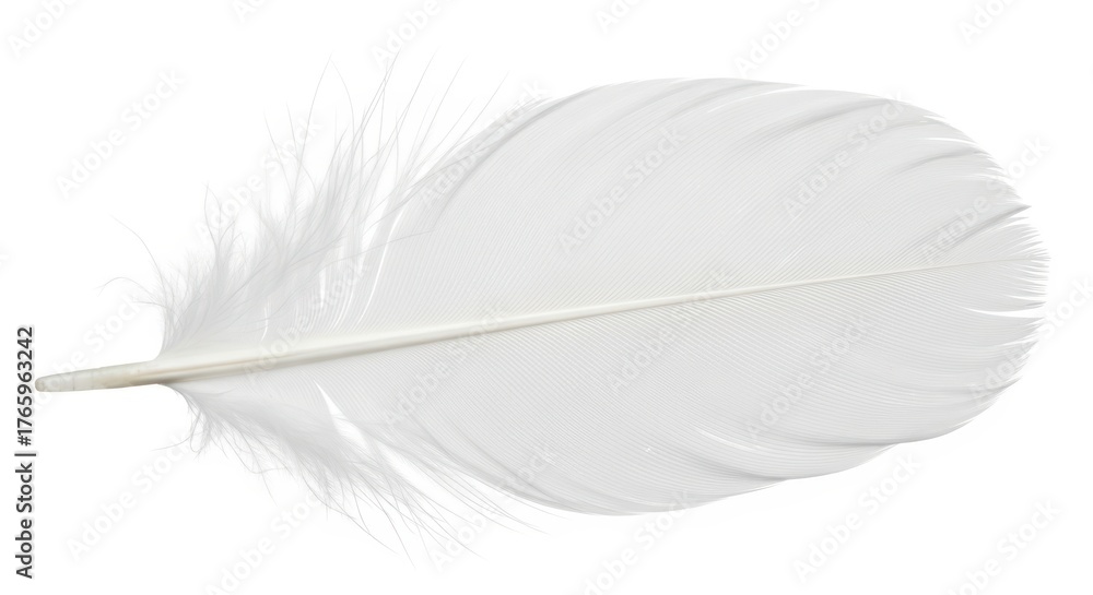 Fototapeta premium Close-up of a single white feather with detailed texture and soft edges