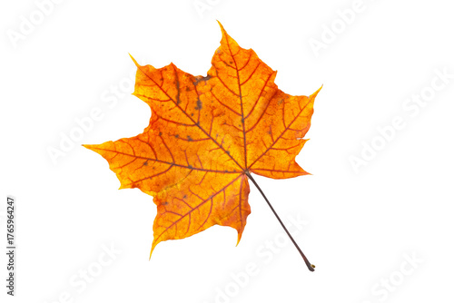 Wallpaper Mural Isolated orange autumn leaf on white background, natural seasonal foliage and botanical design concept Torontodigital.ca