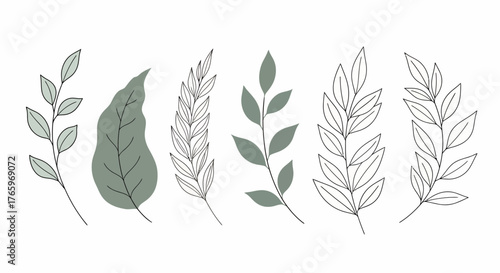 Vector graphic of elegant botanical leaves and sprigs, featuring delicate line art perfect for natural designs and illustrations