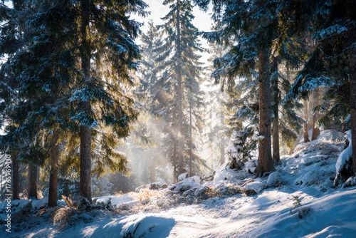 Sunlit Snowy Forest 