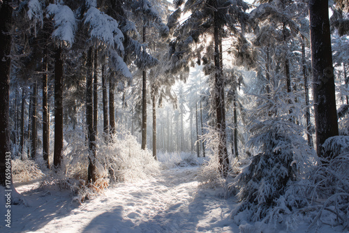 Sunlit Snowy Forest 