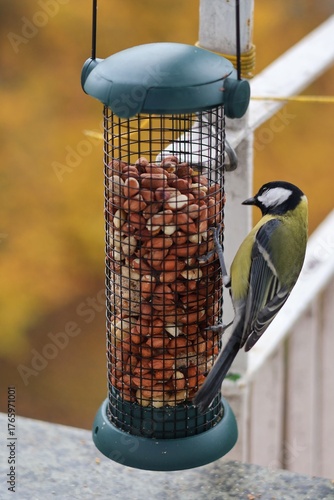 Colorful great tits feeding on nuts from a bird feeder attached to a balcony railing.
