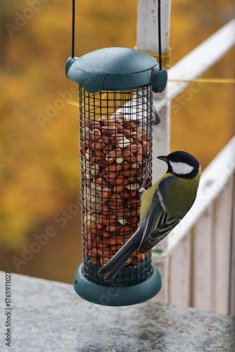 Colorful great tits feeding on nuts from a bird feeder attached to a balcony railing.