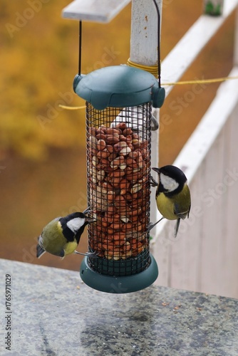 Colorful great tits feeding on nuts from a bird feeder attached to a balcony railing.