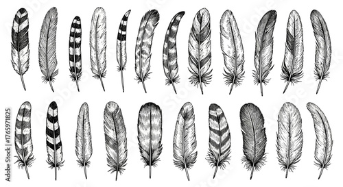Collection of hand-drawn bird feathers with various patterns, illustrated in a classic black and white engraving or stamp aesthetic