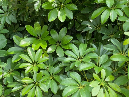 A green bush of the tree in the garden.