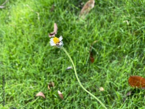 A yellow grass flower against the green grass in the background.
