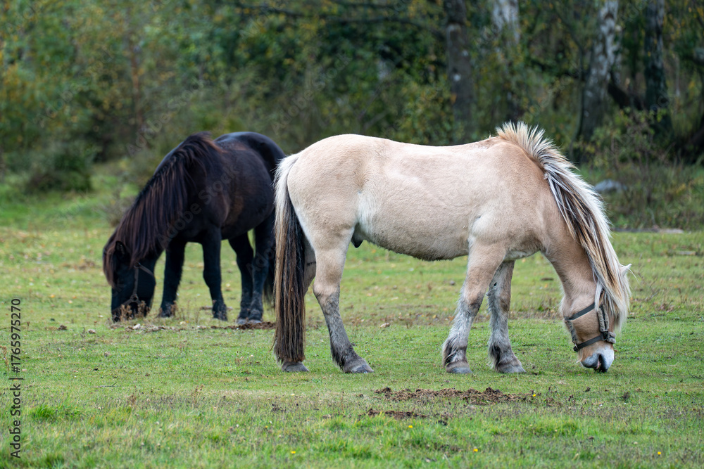 Obraz premium Two horses grazing peacefully in a green meadow surrounded by trees.