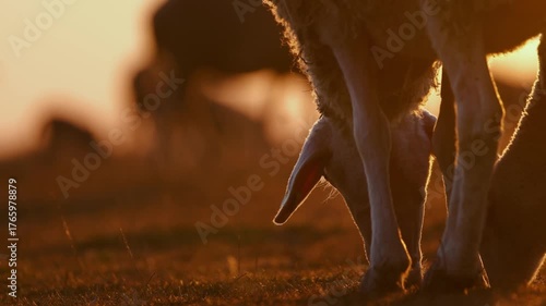 A flock of sheep graze into the sunset.