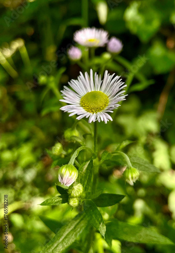 Feinstrahl-Berufskraut (Erigeron)