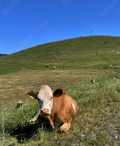 Kuh liegt im Gras mit dem Gipfelkreuz des Schachenberg im Hintergrund, Priental, Chiemgau, Alpen, Bayern, Deutschland
