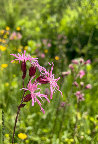 Kuckucks-Lichtnelke (Silene)