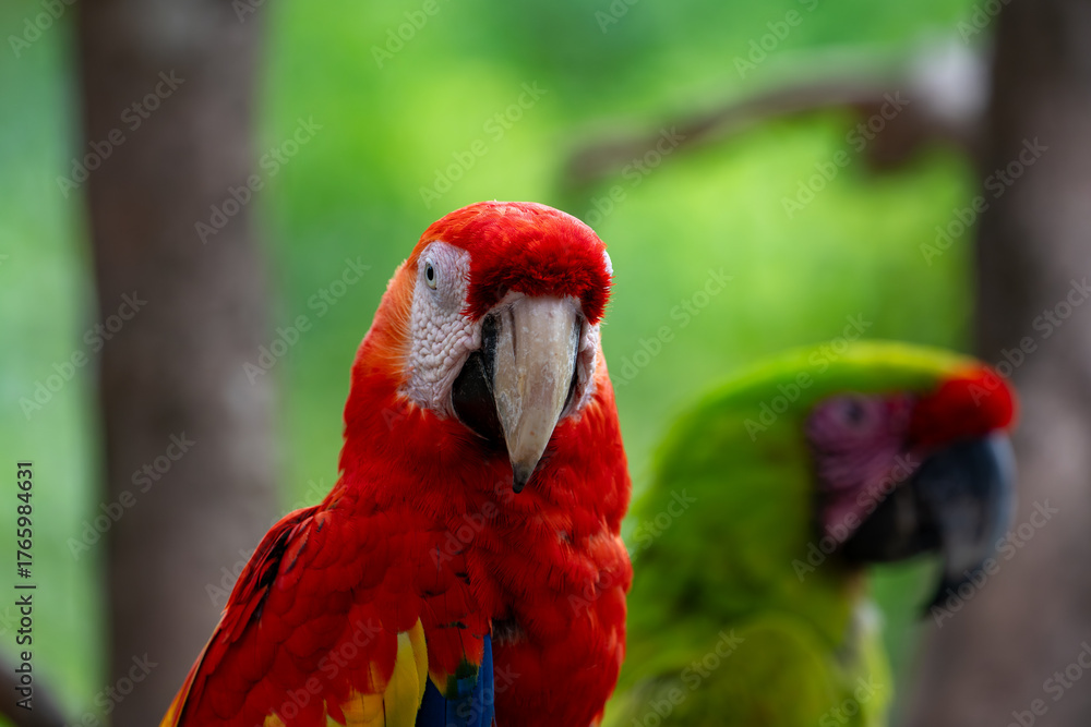 Obraz premium Scarlet macaw and military macaw side by side in tropical forest environment