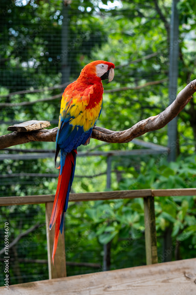 Fototapeta premium Scarlet macaw perched on branch in tropical enclosure surrounded by lush greenery