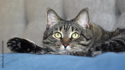 A tabby cat is resting on a bed with blue pillows, looking around curiously.