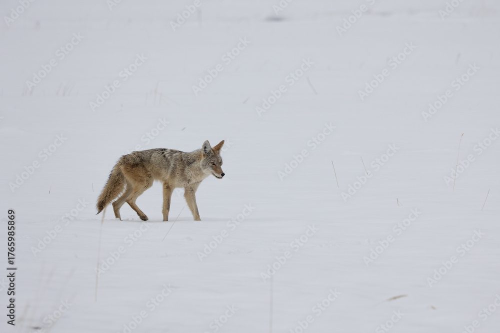 Naklejka premium Winter Coyote