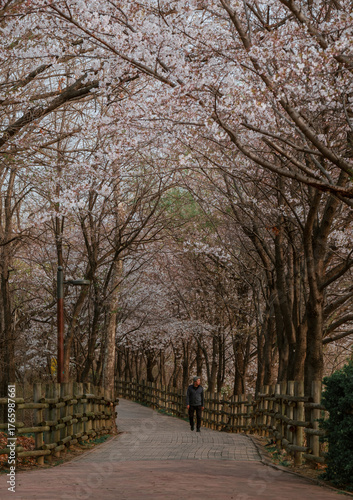 Cherry Blossoms at Haneul Park in Seoul, South Korea