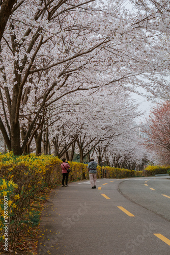 Cherry Blossoms at Haneul Park in Seoul, South Korea
