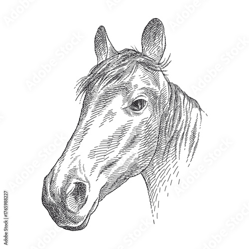 Hand-drawn graphic sketch of horse portrait in black isolated on white background.