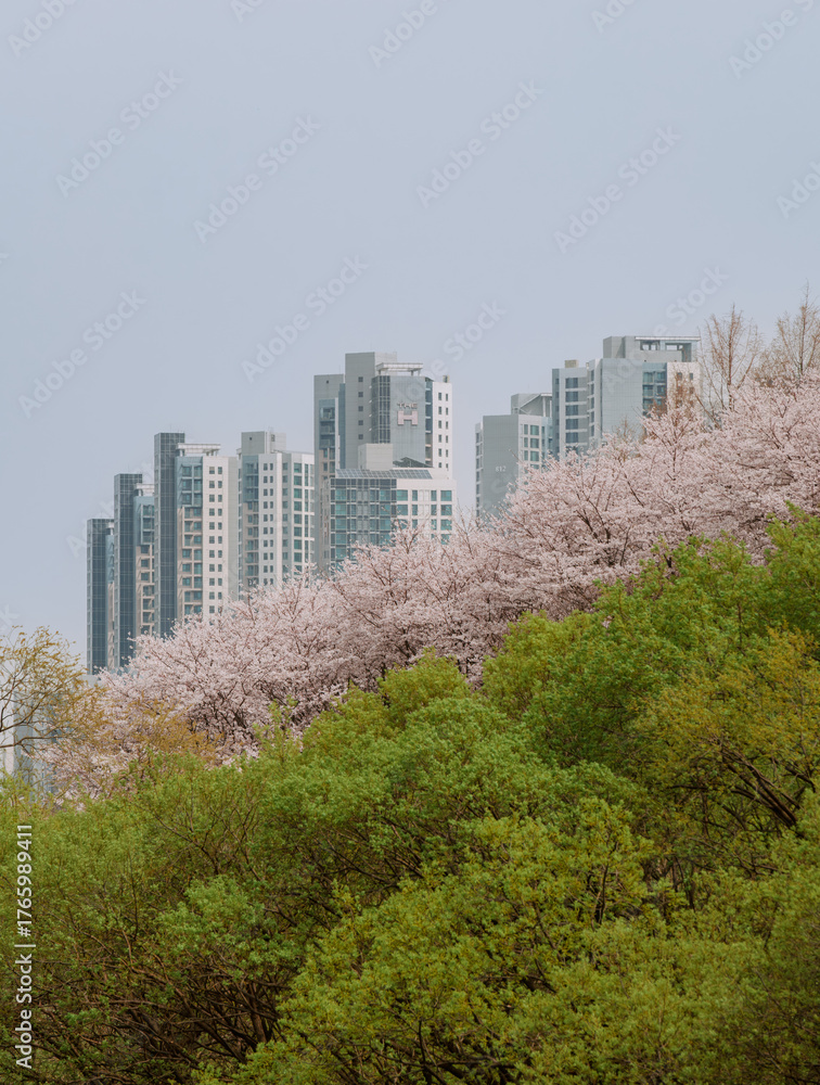 Obraz premium Yangjaecheon Stream Cherry Blossoms in Seoul, South Korea
