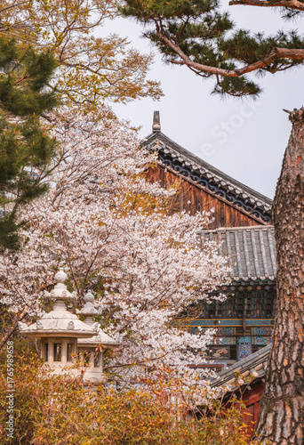 Cherry Blossoms at Bogeunsa Temple in Seoul, South Korea