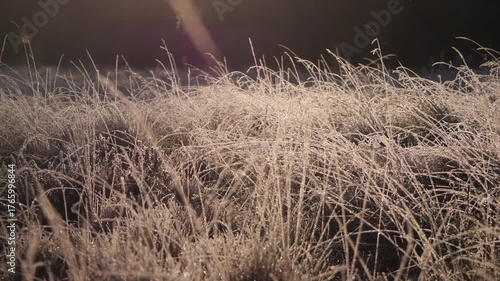 grass with frost in the morning