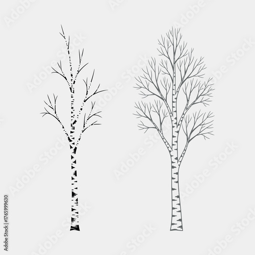 Two delicate hand drawn birch trees with bare branches against a white background in a minimalist style