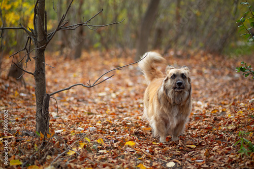 Portrait of a German Corgi in an autumn park
