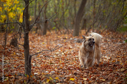 Portrait of a German Corgi in an autumn park