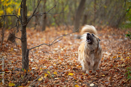 Portrait of a German Corgi in an autumn park