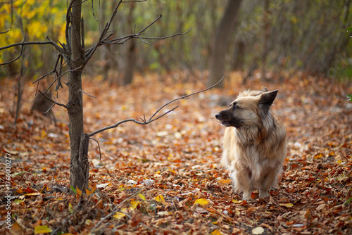 Portrait of a German Corgi in an autumn park
