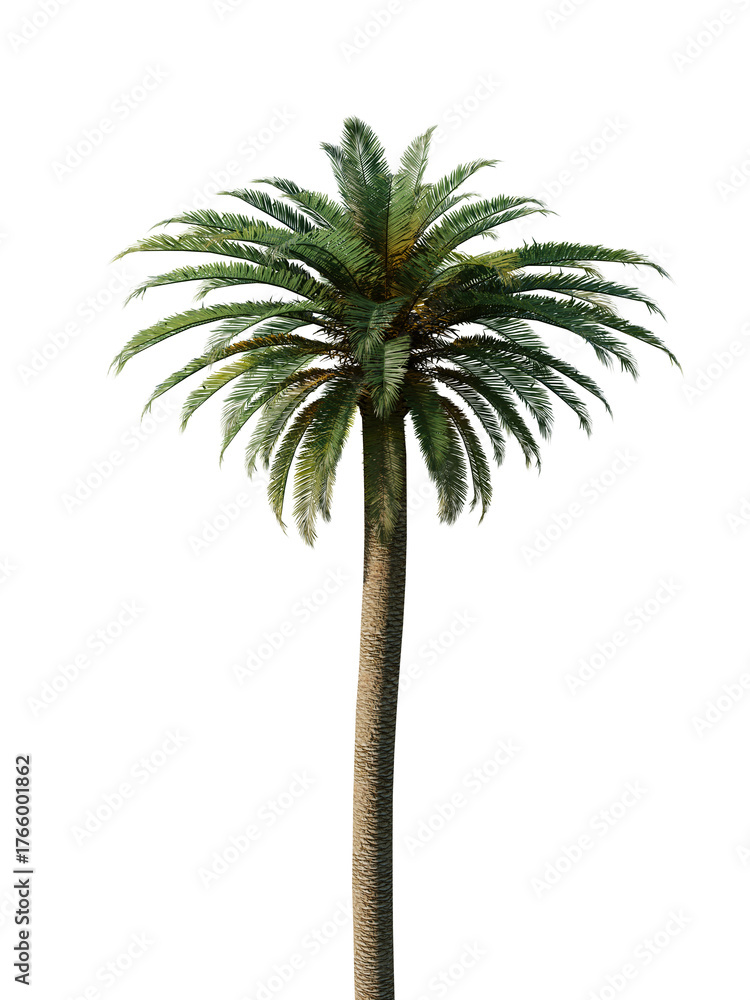 Obraz premium A tall palm tree with a white background