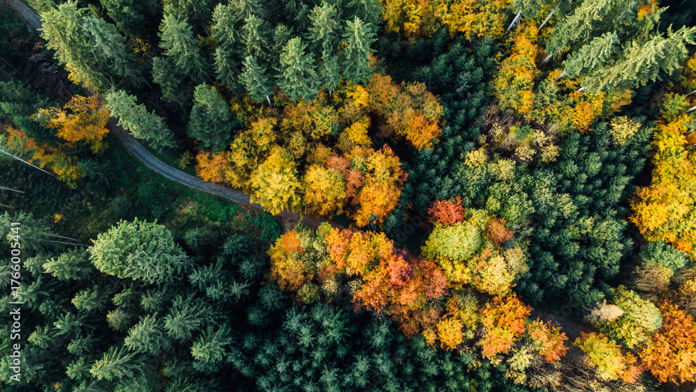 Naklejka premium Aerial View of Autumn Forest with Small Road