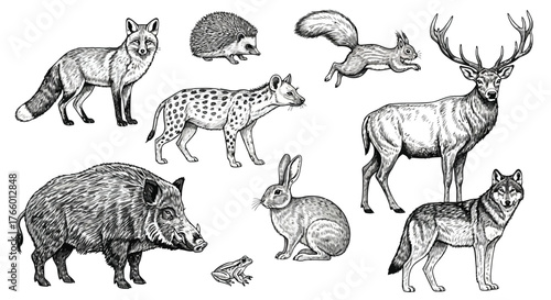 Vector art of collection of wild animals in a sketch style, including a fox, hedgehog, squirrel, deer, hyena, wild boar, rabbit, wolf, and frog