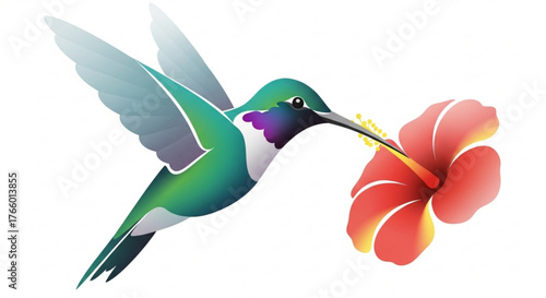 Colorful hummingbird drinking nectar from a vibrant red hibiscus flower blossom