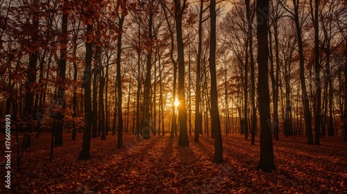 A forest scene with the sun shining through the trees and leaves on the ground in the autumn season