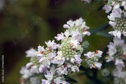 Inflorescence of common mountain-mint, Pycnanthemum virginianum