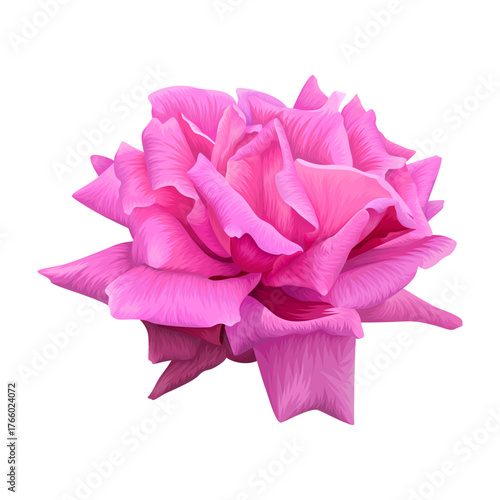 Realistic pink rose flower illustration isolated on white background