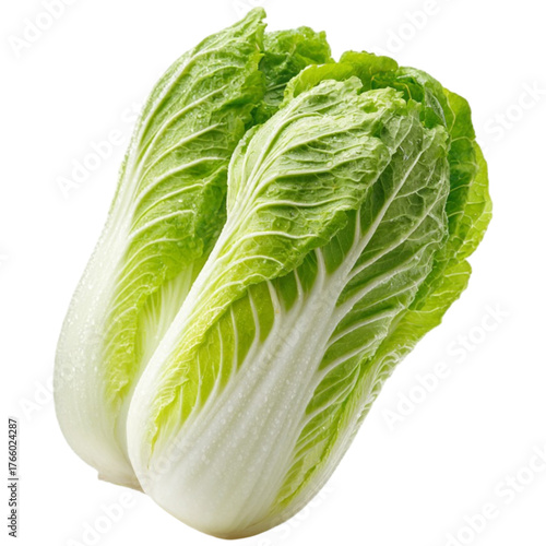 Fresh chinese cabbage whole organic produce isolated on dark for culinary use
