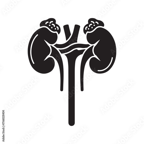 Human Kidneys Anatomy Black Silhouette Medical Icon Vector Design